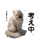 ペルシャ猫のほたてチャンと愉快な仲間達（個別スタンプ：12）