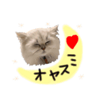 ペルシャ猫のほたてチャンと愉快な仲間達（個別スタンプ：14）