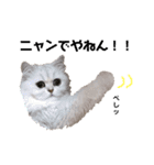 ペルシャ猫のほたてチャンと愉快な仲間達（個別スタンプ：16）