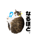 ペルシャ猫のほたてチャンと愉快な仲間達（個別スタンプ：17）