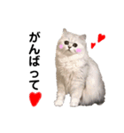 ペルシャ猫のほたてチャンと愉快な仲間達（個別スタンプ：20）
