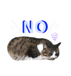 ペルシャ猫のほたてチャンと愉快な仲間達（個別スタンプ：22）