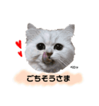 ペルシャ猫のほたてチャンと愉快な仲間達（個別スタンプ：23）