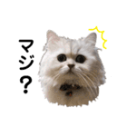 ペルシャ猫のほたてチャンと愉快な仲間達（個別スタンプ：24）
