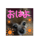 世界一のぷりん（個別スタンプ：1）