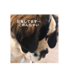 セントバーナードの日常byMilimiliHouse（個別スタンプ：5）