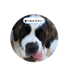 セントバーナードの日常byMilimiliHouse（個別スタンプ：7）
