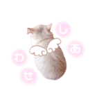 ラガマフィンのベルちゃん（個別スタンプ：1）