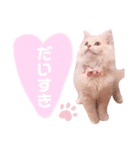 ラガマフィンのベルちゃん（個別スタンプ：2）