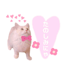 ラガマフィンのベルちゃん（個別スタンプ：3）
