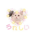 ラガマフィンのベルちゃん（個別スタンプ：9）