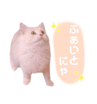 ラガマフィンのベルちゃん（個別スタンプ：10）