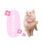 ラガマフィンのベルちゃん（個別スタンプ：12）
