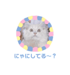 ラガマフィンのベルちゃん（個別スタンプ：13）