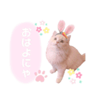 ラガマフィンのベルちゃん（個別スタンプ：14）