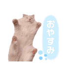 ラガマフィンのベルちゃん（個別スタンプ：15）