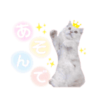 ラガマフィンのベルちゃん（個別スタンプ：20）