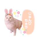 ラガマフィンのベルちゃん（個別スタンプ：21）