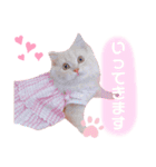 ラガマフィンのベルちゃん（個別スタンプ：23）
