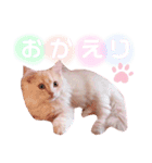 ラガマフィンのベルちゃん（個別スタンプ：24）