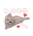 ラガマフィンのベルちゃん（個別スタンプ：26）