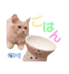ラガマフィンのベルちゃん（個別スタンプ：27）