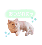 ラガマフィンのベルちゃん（個別スタンプ：30）