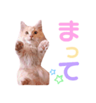 ラガマフィンのベルちゃん（個別スタンプ：31）