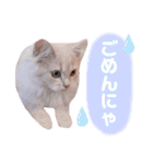 ラガマフィンのベルちゃん（個別スタンプ：33）