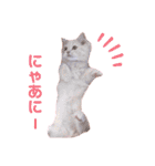 ラガマフィンのベルちゃん（個別スタンプ：34）