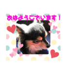 我が家のかわいい愛犬めるたん2（個別スタンプ：1）