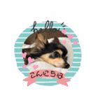 我が家のかわいい愛犬めるたん2（個別スタンプ：2）