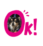 我が家のかわいい愛犬めるたん2（個別スタンプ：4）