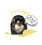 我が家のかわいい愛犬めるたん2（個別スタンプ：7）