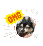 我が家のかわいい愛犬めるたん2（個別スタンプ：8）
