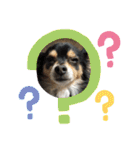 我が家のかわいい愛犬めるたん2（個別スタンプ：9）