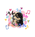 我が家のかわいい愛犬めるたん2（個別スタンプ：13）