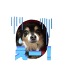 我が家のかわいい愛犬めるたん2（個別スタンプ：14）