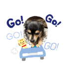 我が家のかわいい愛犬めるたん2（個別スタンプ：15）