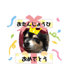 我が家のかわいい愛犬めるたん2（個別スタンプ：16）
