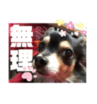 我が家のかわいい愛犬めるたん2（個別スタンプ：17）