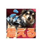 我が家のかわいい愛犬めるたん2（個別スタンプ：18）