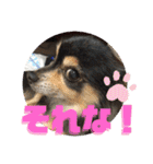 我が家のかわいい愛犬めるたん2（個別スタンプ：19）
