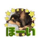 我が家のかわいい愛犬めるたん2（個別スタンプ：20）