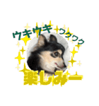我が家のかわいい愛犬めるたん2（個別スタンプ：21）