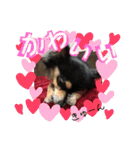 我が家のかわいい愛犬めるたん2（個別スタンプ：22）