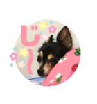 我が家のかわいい愛犬めるたん2（個別スタンプ：23）