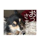 我が家のかわいい愛犬めるたん2（個別スタンプ：24）