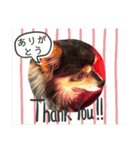 我が家のかわいい愛犬めるたん2（個別スタンプ：26）