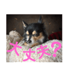 我が家のかわいい愛犬めるたん2（個別スタンプ：27）